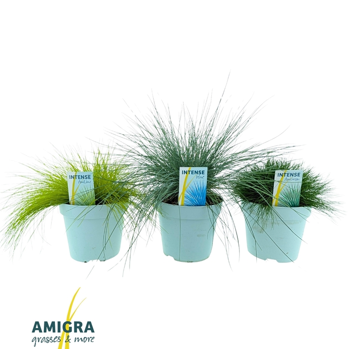 <h4>Ami Mix 17cm</h4>