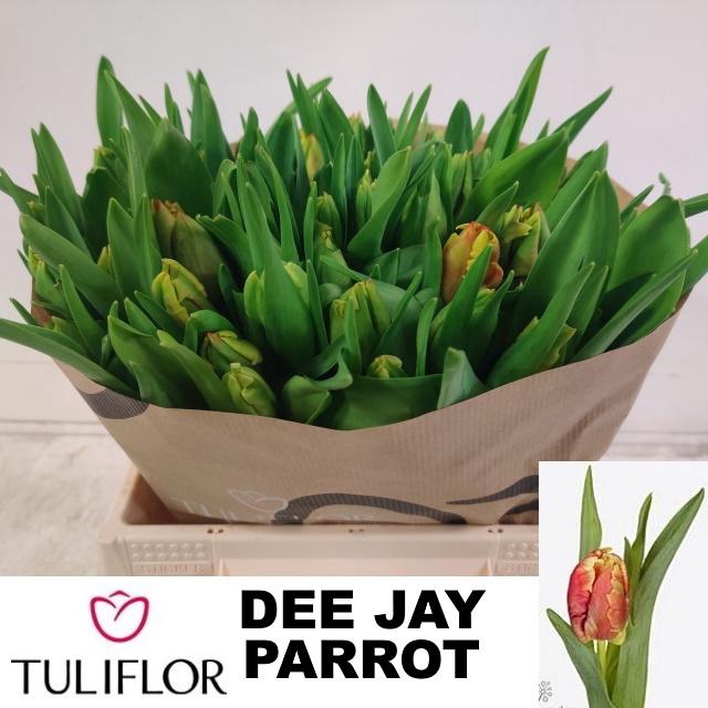 <h4>TU PA DEE JAY PARROT</h4>