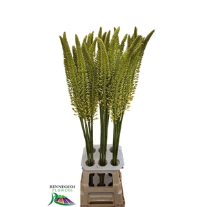 EREMURUS YELLOW REBEL