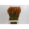 Kniphofia Eycone Orange