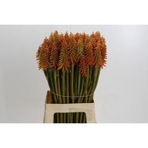 Kniphofia Eycone Orange