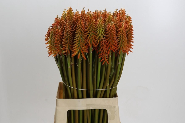 Kniphofia Eycone Orange