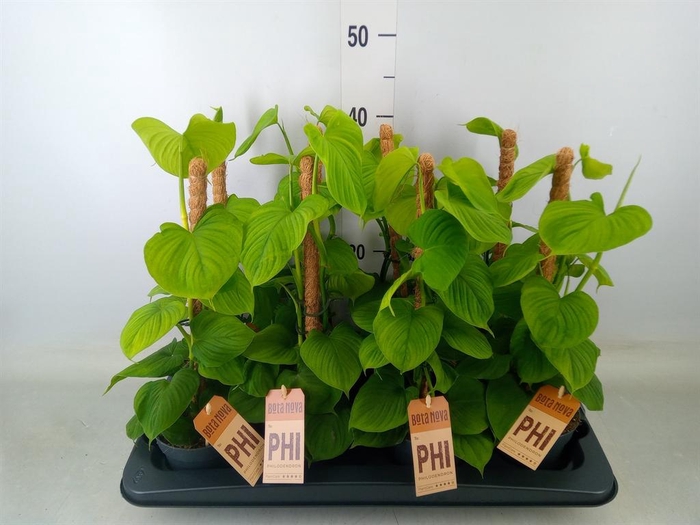 <h4>Philodendron ...</h4>