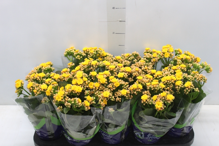 <h4>KALANCHOE DOBRADO P11 AMARELO</h4>