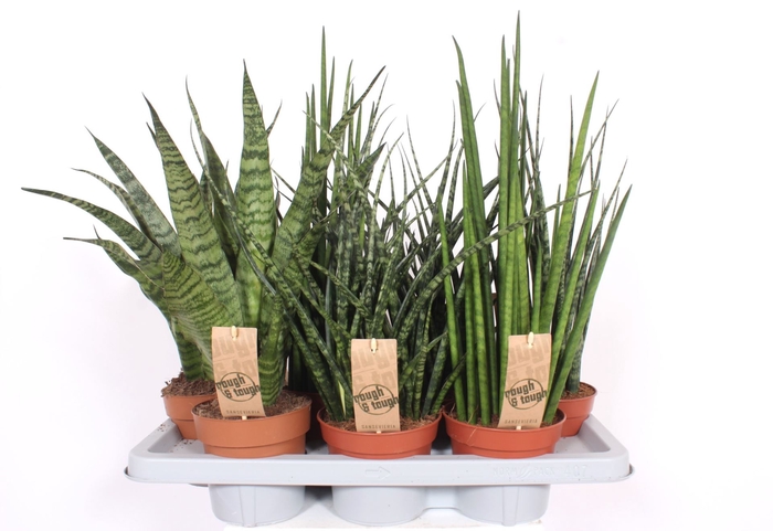<h4>Sansevieria Cylindrica</h4>