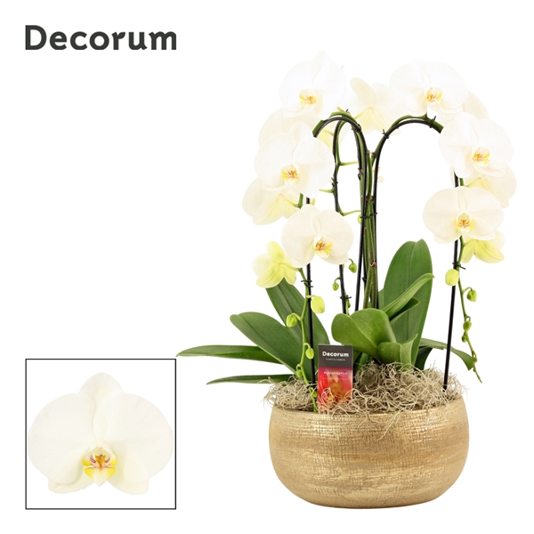 <h4>Aurelie cascade 3 tak symphony white(Deco-collection)</h4>