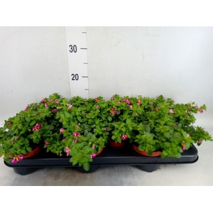 Calibrachoa  'Minifam Rave Pink'