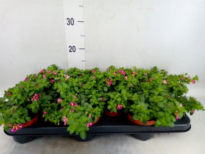 <h4>Calibrachoa  'Minifam Rave Pink'</h4>