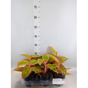 Aglaonema  'Salmon Fantasy'
