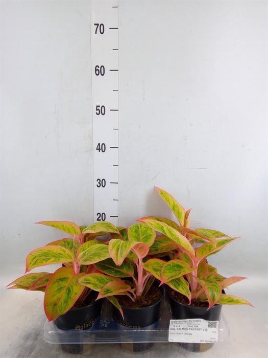 <h4>Aglaonema  'Salmon Fantasy'</h4>