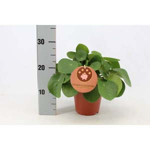 Pilea Peperomioides 15cm Frans etiket