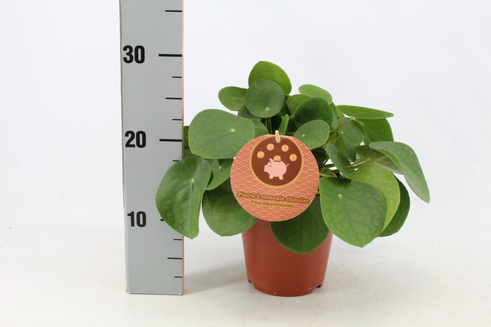 Pilea Peperomioides 15cm Frans etiket