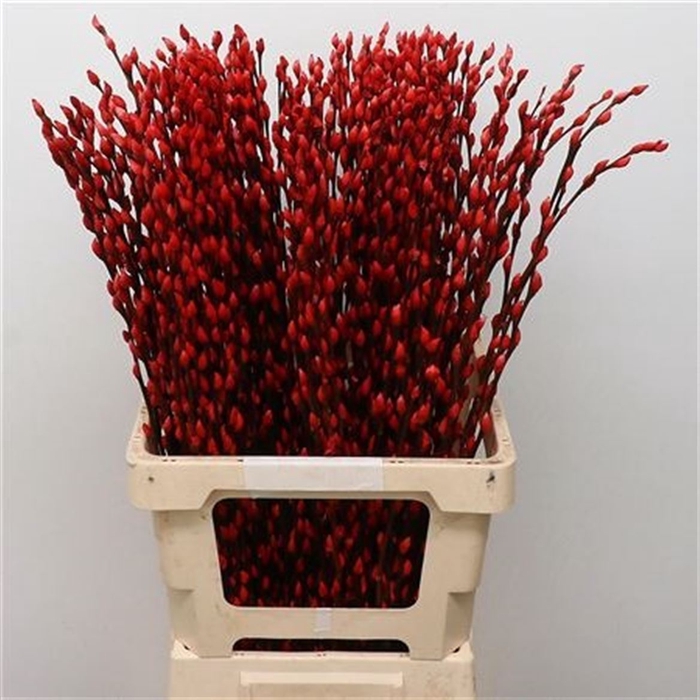<h4>Salix Snow Flake Klb Rood</h4>