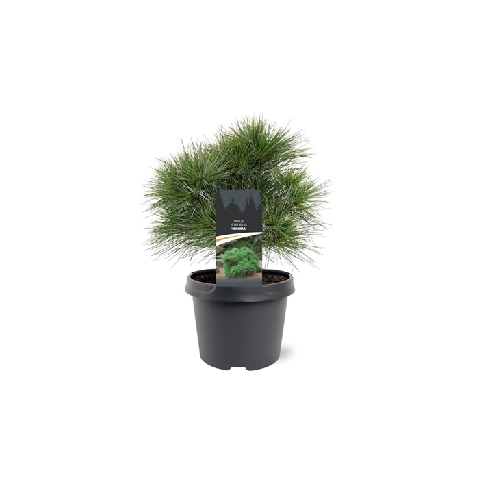 <h4>Pinus strobus 'Minima'</h4>