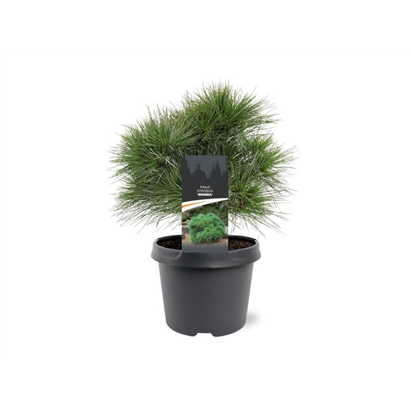 Pinus strobus 'Minima'