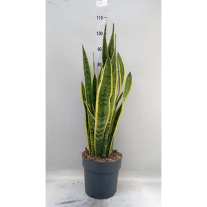 Sansevieria trifa. 'Laurentii'