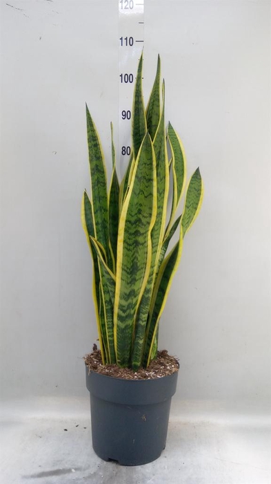 <h4>Sansevieria trifa. 'Laurentii'</h4>