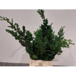 CHAMA LA WISSELII BS