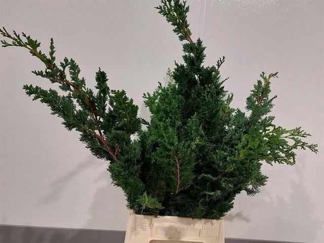 <h4>CHAMA LA WISSELII BS</h4>