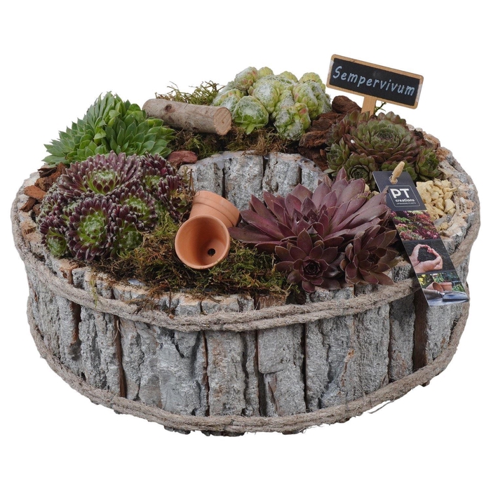 <h4>Arr.  Sempervivum H%</h4>