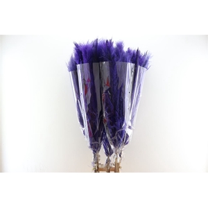 Dried Cortaderia Dadang Lilac 140cm P Stem