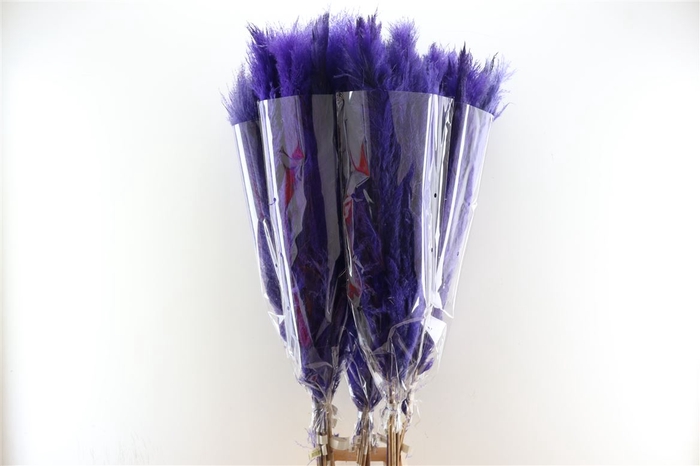 <h4>Dried Cortaderia Dadang Lilac 140cm P Stem</h4>