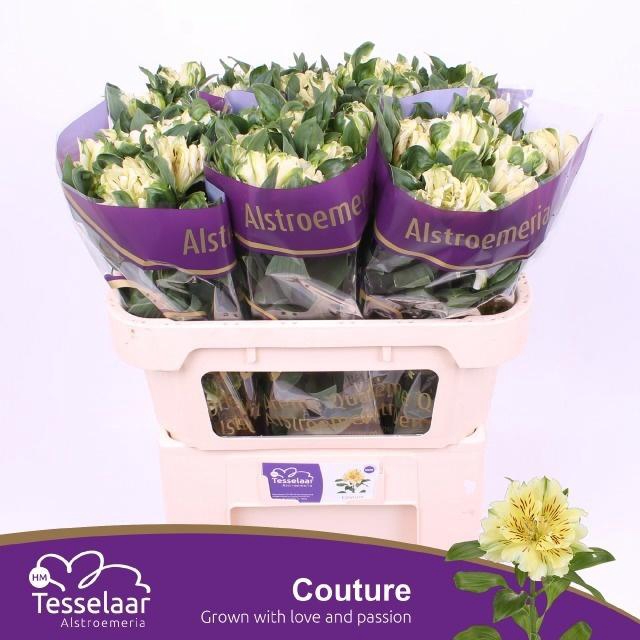 <h4>ALST FASH COUTURE</h4>