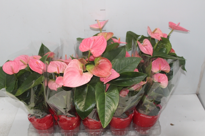 <h4>ANTHURIUM SWEET DREAM P12</h4>