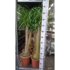 Beaucarnea recurvata