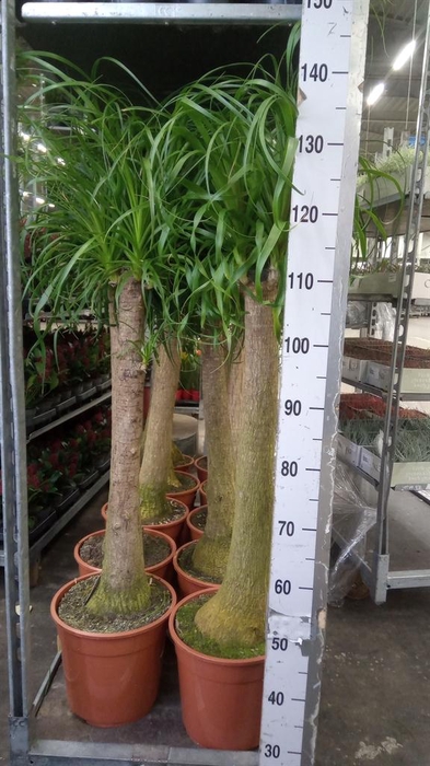 <h4>Beaucarnea recurvata</h4>