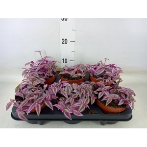 Tradescantia zebr. 'Pink Paradise'