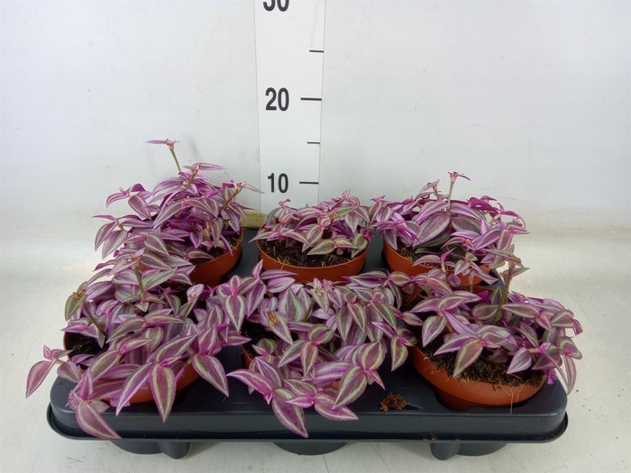 <h4>Tradescantia zebr. 'Pink Paradise'</h4>