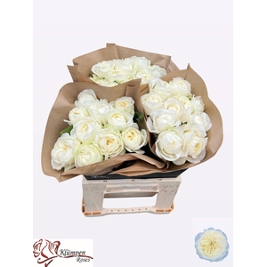 R GR CHIC WHITE!