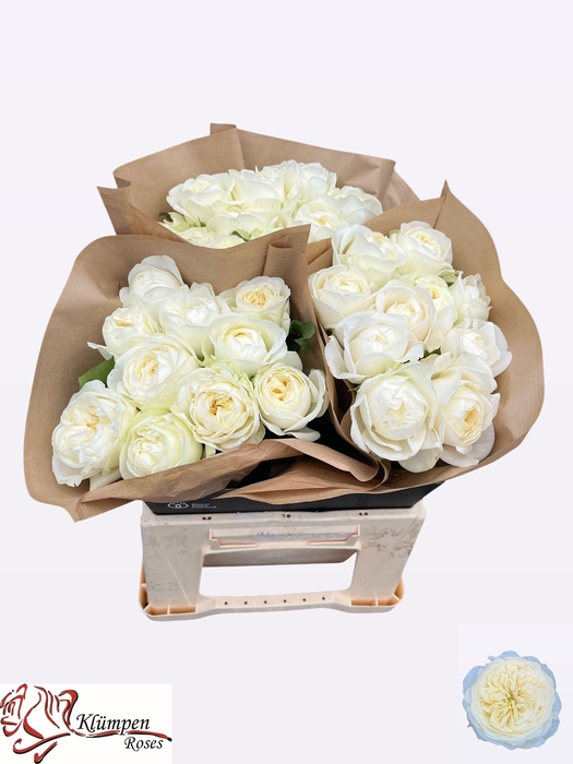 <h4>R GR CHIC WHITE!</h4>