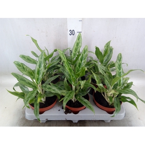 Aglaonema   ...