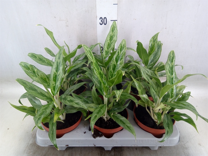 <h4>Aglaonema   ...</h4>