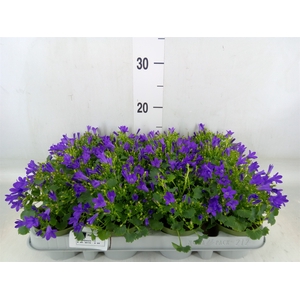 Campanula porten. 'Get Mee'