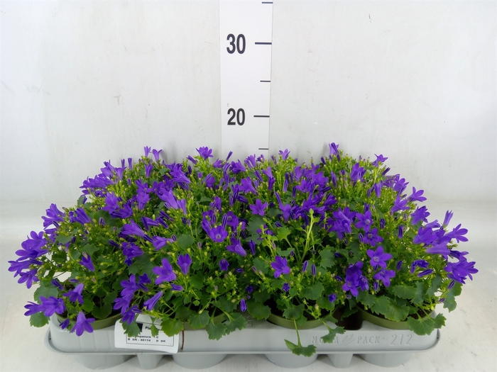 <h4>Campanula porten. 'Get Mee'</h4>