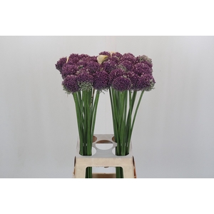 Allium Misses Bouquet