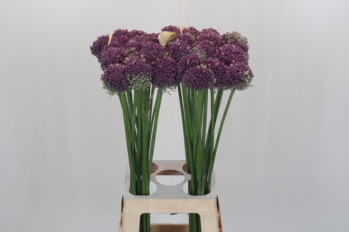 <h4>Allium Misses Bouquet</h4>