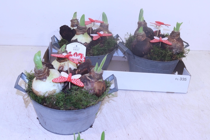 <h4>ARR HIPPEASTRUM</h4>