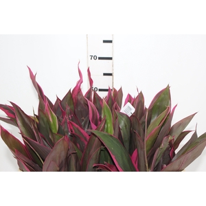 FOLHAGEM DRACENA BABY PINK