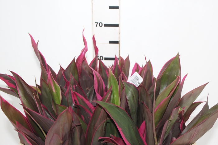 <h4>FOLHAGEM DRACENA BABY PINK</h4>