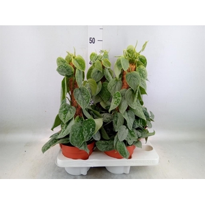 Scindapsus pictus 'Silvery Ann'