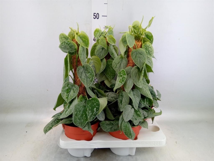 <h4>Scindapsus pictus 'Silvery Ann'</h4>