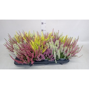 Calluna vulg. 'Beauty L Quattro'