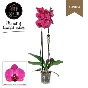 Phal An Stellenbosch