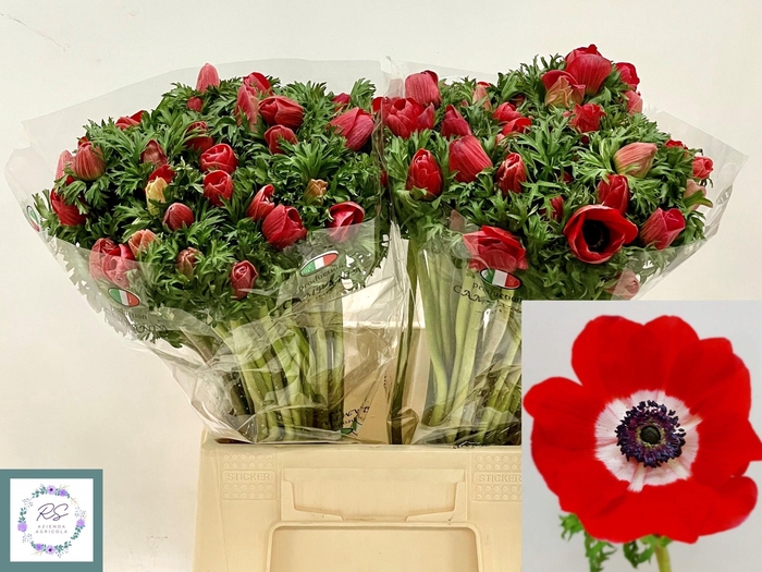 <h4>ANEM CO MIS + RED</h4>