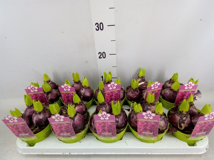 <h4>Hyacinthus orie. 'Purple Sensation'</h4>