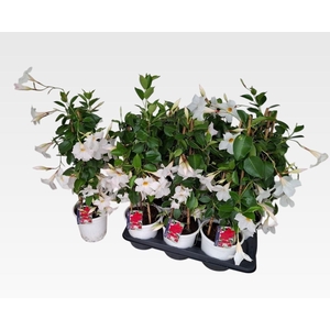 MANDE RIO WHITE